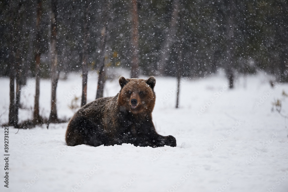Obraz premium Bear in the snow