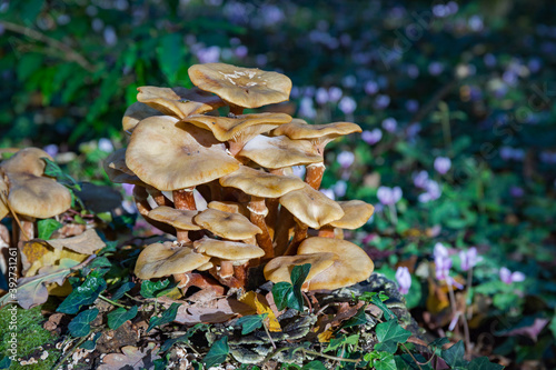 champignon nature forêt comestible venimeux