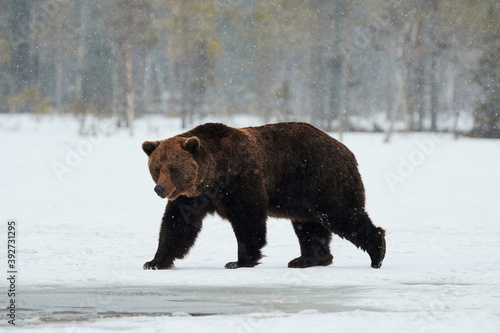 brown bear walking in the snow © lucaar