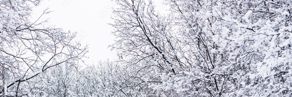 Beautiful winter landscape. Snow on the branches of trees and bushes after a snowfall. Beautiful winter background with snow-covered trees. Plants and fresh snow in the forest park. Cold snowy weather Beautiful winter landscape. Snow on the branches of trees and bushes after a snowfall. Beautiful winter background with snow-covered trees. Plants and fresh snow in the forest park. Cold snowy weather