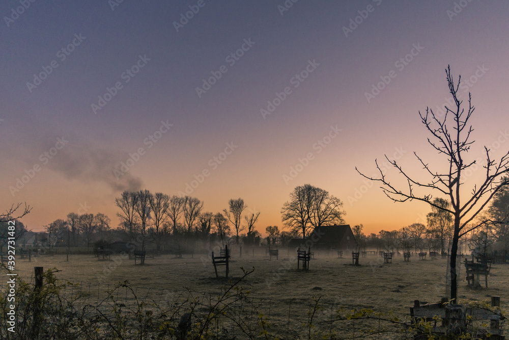 Beautiful sunny morning with foggy pasture and trees Beautiful sunny morning with foggy pasture and trees