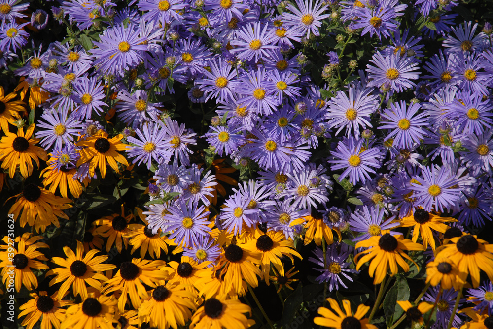 Purple Aster flowers, Little Carlow, cordifolius hybrid, and orange Rudbekia, fulgida Goldsturm blooming in an autumn flower bed Purple Aster flowers, Little Carlow, cordifolius hybrid, and orange Rudbekia, fulgida Goldsturm blooming in an autumn flower bed