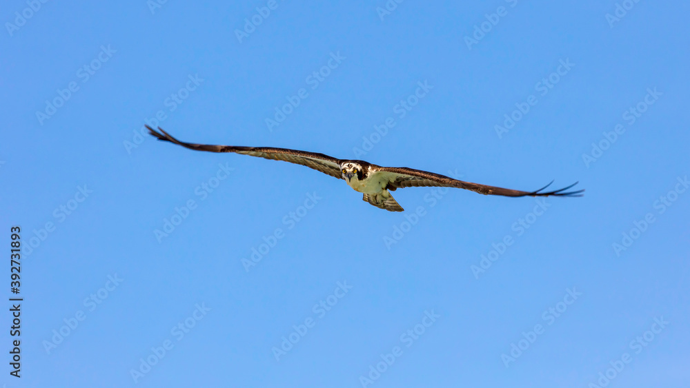 Ospray flies with wide open wings watching you