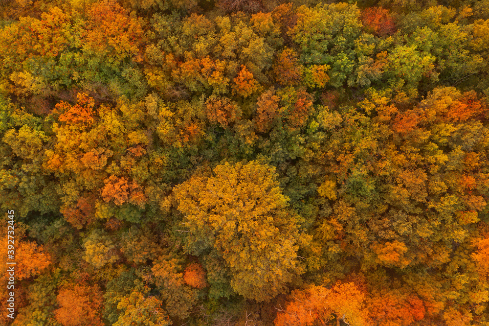 Beautiful aerial view of forest in autumn Beautiful aerial view of forest in autumn