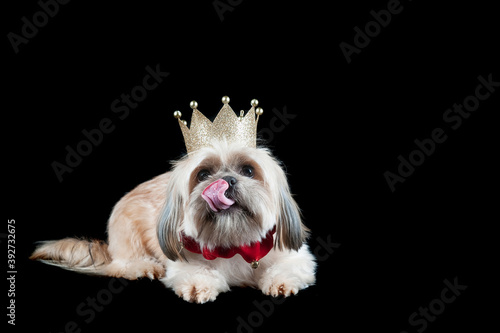 Foto A small dog wearing a gold crown and red holiday collar lays on black backdrop with tongue out licking nose