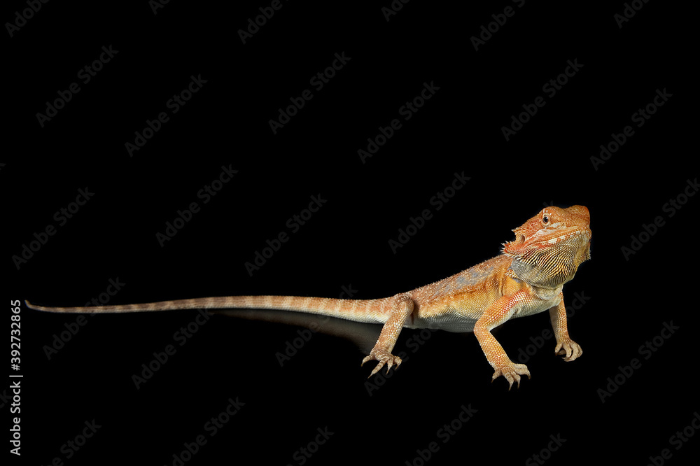 Naklejka premium Bearded Dragon standing on black backdrop looking at camera.