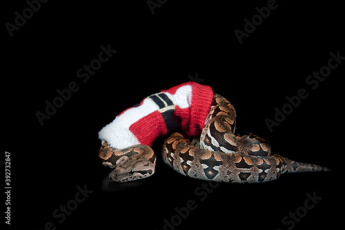 Durmeril's Boa Snake wearing ugly Christmas Holiday Sweater isolated on black