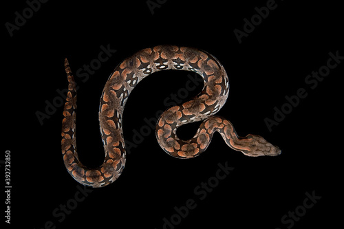 Overhead view of Durmeril Boa snake isolated on black.