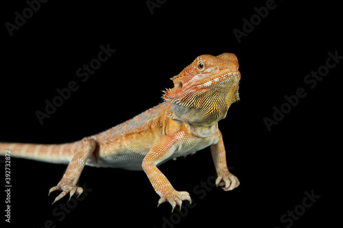 Bearded Dragon standing on black backdrop looking at camera.