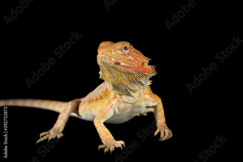 Bearded Dragon standing on black backdrop looking at camera.