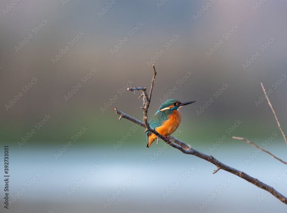 Kingfisher standing on stick in water Kingfisher standing on stick in water