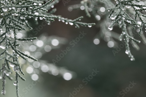 Frozen drops of water on a pine tree branch. Winter natural background. christmas tree. christmas background with copy space. rain drops on branch. cold background