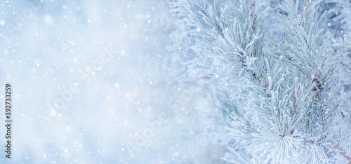 Nature Winter background with snowy pine tree © lumikk555