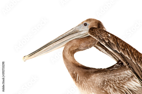 Brown Pelican isolated on white with wings raised looking at camera.