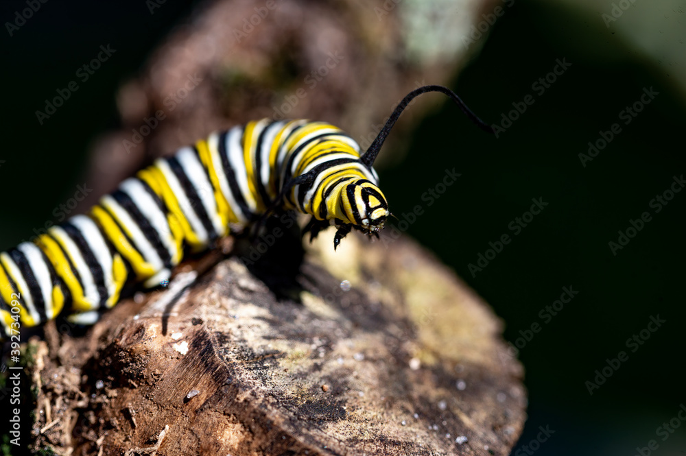 Naklejka premium close up of a Monarch caterpillar