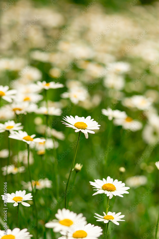 Many blooming daisies in a small garden Many blooming daisies in a small garden