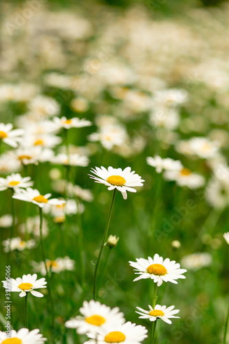 Many blooming daisies in a small garden