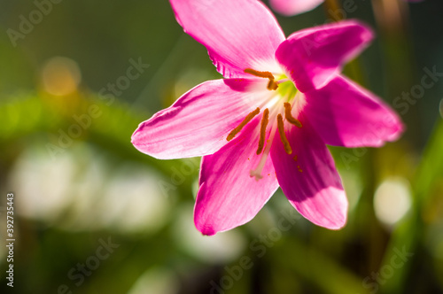 decorative pink flower rain lily Zephyranthes grandiflora on blurred background closeup 