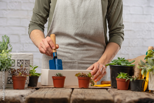 Woman gardeners in casual clothes loosen the soil in the pot with a shovel before transplanting indoor flowers on rustic wooden background. Concept of plants care and home garden.