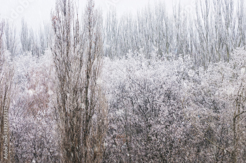 Fototapeta Naklejka Na Ścianę i Meble -  Winter urban frosty landscape - snow covered trees on foggy background