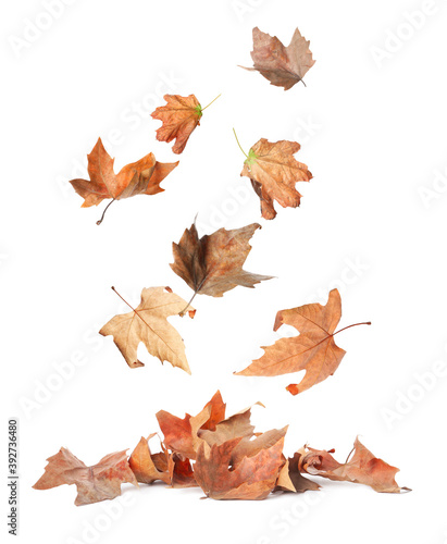 Beautiful autumn leaves falling on white background