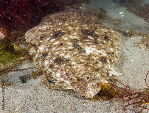 фотографія Summer Flounder 2