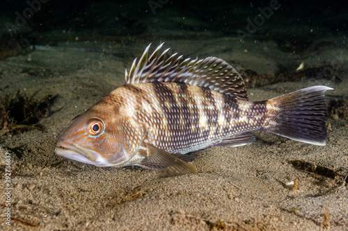 Black Sea Bass 1 photo