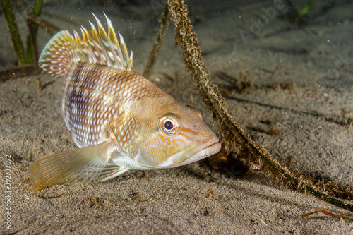 Foto Black Sea Bass 1