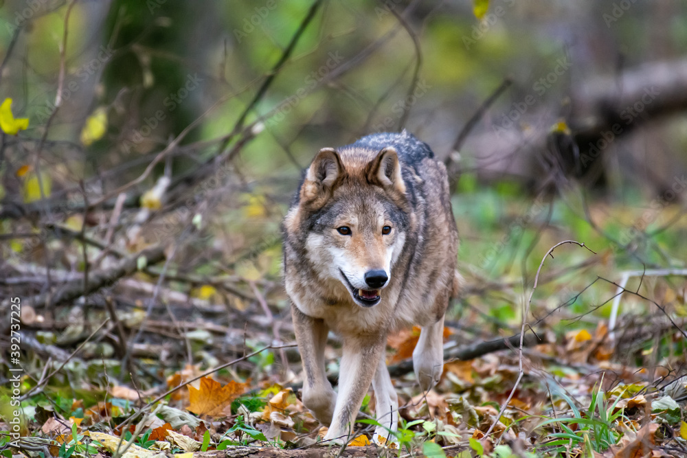Fototapeta premium Wolf in the autumn forest