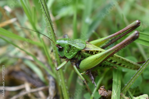 Grasshopper on a leaf © Cristian