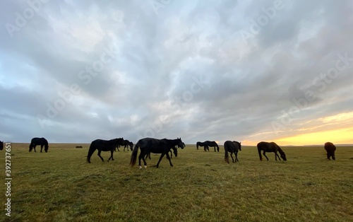 horses in the field © Mila