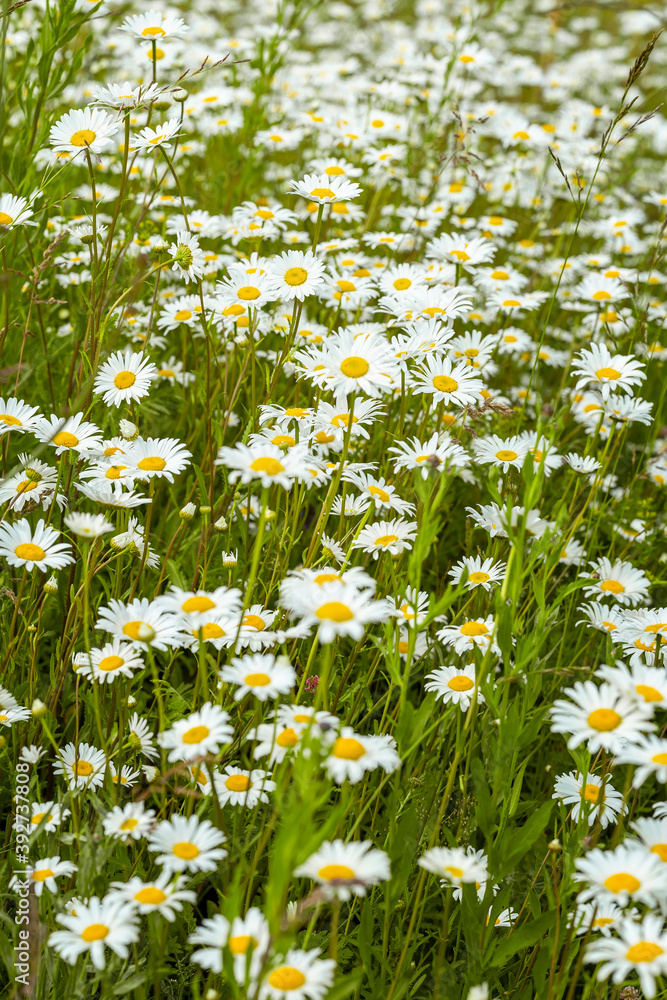Field of daisies. White daisy flowers in green grass, natural background