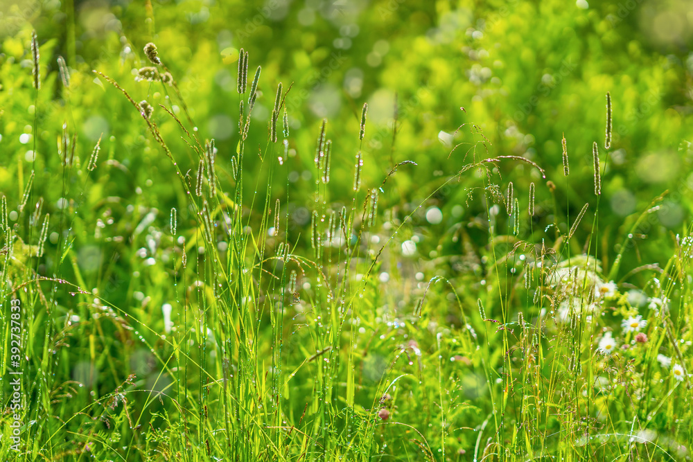 Picturesque fresh green grass with dew sparkling in the sun, raindrops. Picturesque fresh green grass with dew sparkling in the sun, raindrops.