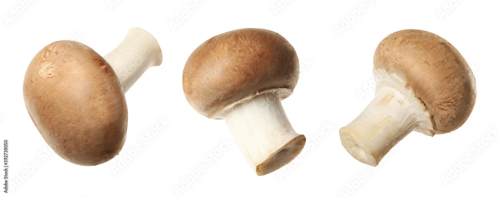 Set of fresh champignon mushrooms on white background. Banner design Set of fresh champignon mushrooms on white background. Banner design
