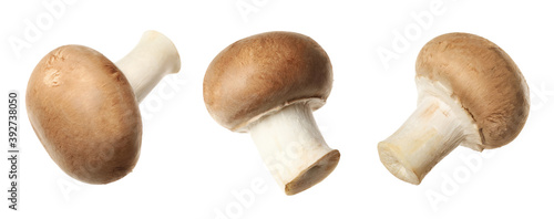 Set of fresh champignon mushrooms on white background. Banner design
