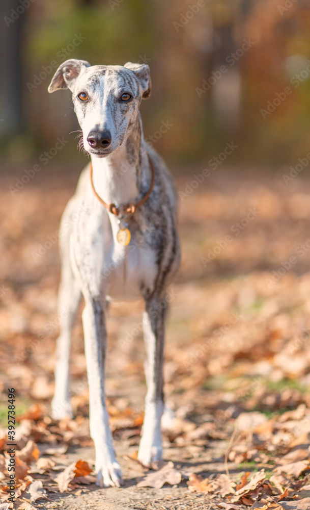 Windhund - Portrait einer hübschen Whippet Hündin im herbstlichen Wald Windhund - Portrait einer hübschen Whippet Hündin im herbstlichen Wald