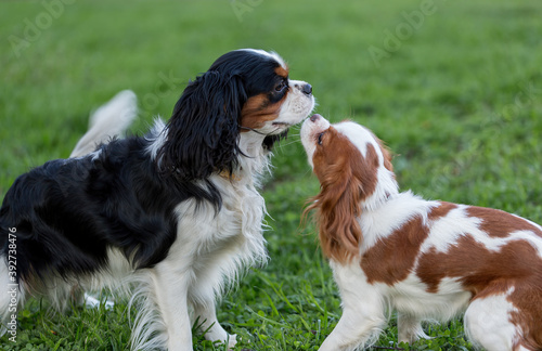 Dogs Cavalier king Charles Spaniel in the nature meet