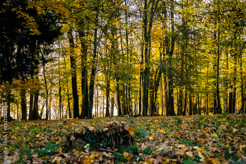 Sous bois vallée de la Burdinale Sous bois vallée de la Burdinale