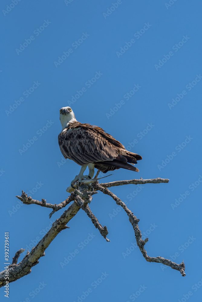 sitting osprey with a fish in its claws, Mexico sitting osprey with a fish in its claws, Mexico
