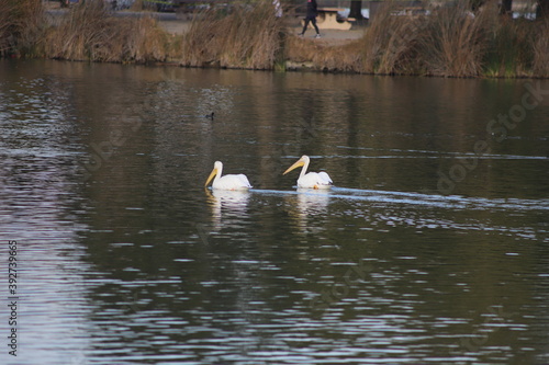 Two Large White Pelicans Swimming in a Lake