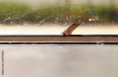 Curious Curlytail lizard looking in through a window photo