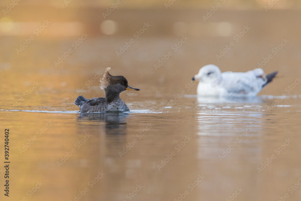 Fototapeta premium hooded merganser in autumn