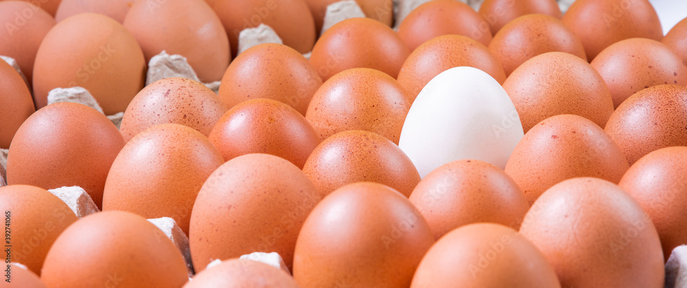 White egg differ from many eggs. White egg differ from many eggs.
