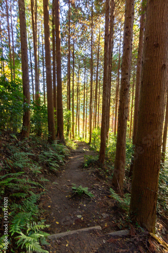 Colourful forest of Korankei in Japan