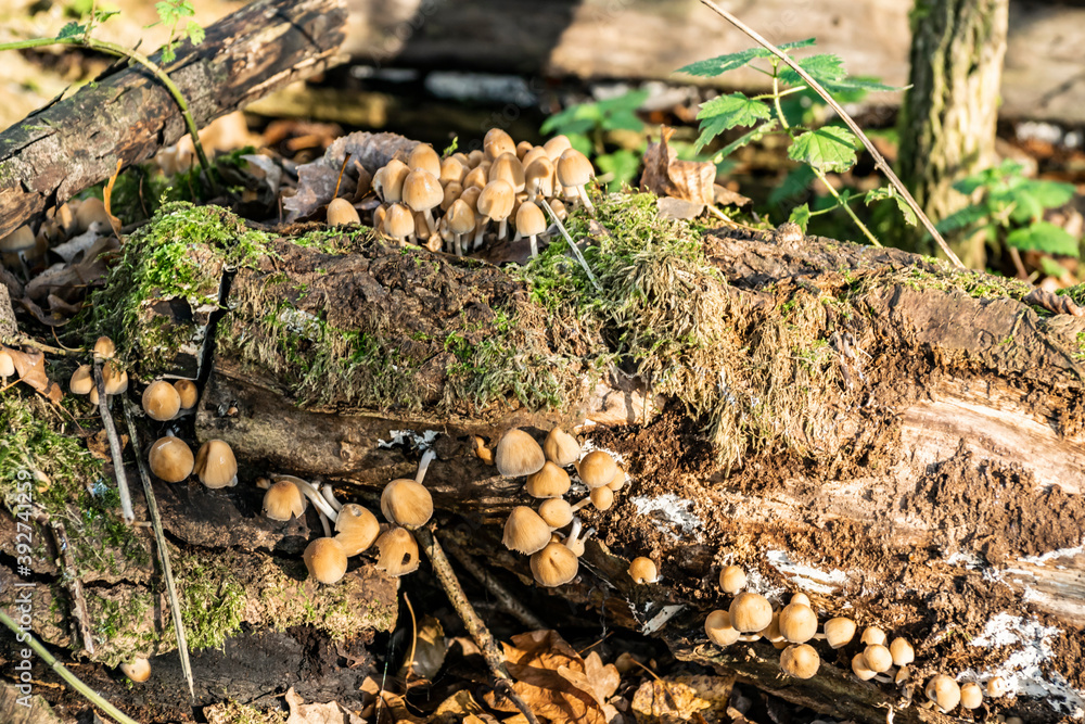 Obraz premium Forest landscape with poisonous mushrooms close-up. False honey fungus mushrooms grow on the trunk of a fallen tree in the autumn forest. 