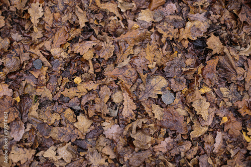 old autumn leaves background dark depression