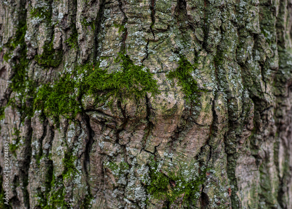 bark of a tree with green moss. textured sharpen bark of a tree with green moss. textured sharpen