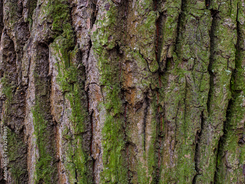oak bark of a tree with green moss. textured sharpen oak bark of a tree with green moss. textured sharpen