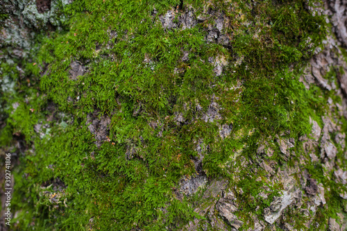 green moss on stone tree rock with sharpen texture