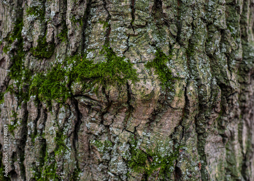 bark of a tree with green moss. textured sharpen